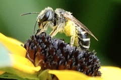 Odontalictus