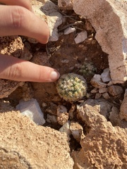 Pediocactus bradyi