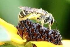 Odontalictus