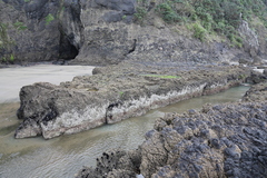 Spirobranchus cariniferus