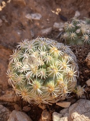 Pediocactus bradyi