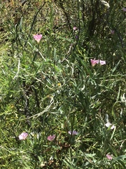 Convolvulus remotus