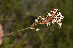 Lysinema
