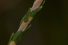 Lysinema