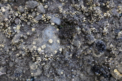 Psilophycus alveatus