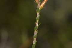 Lysinema