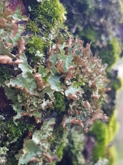 Peltigeraceae