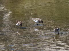 Calidris mauri