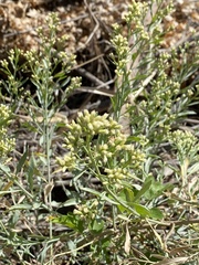 Baccharis salicina