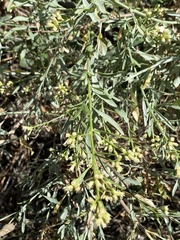 Baccharis salicina