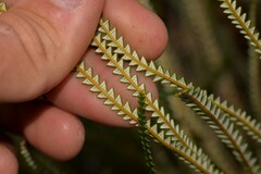 Banksia dallanneyi