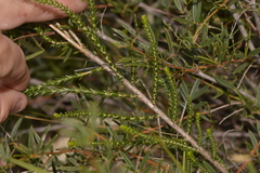 Lysinema