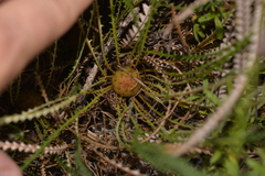 Banksia dallanneyi