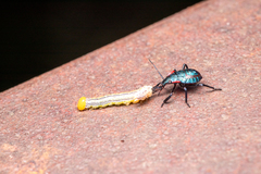 Alcaeorrhynchus grandis