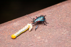 Alcaeorrhynchus grandis