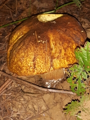 Boletus fibrillosus