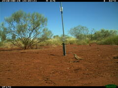 Cinclosoma marginatum