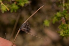 Mesomelaena pseudostygia