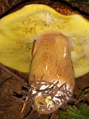 Boletus fibrillosus