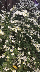 Symphyotrichum racemosum