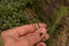 Mesomelaena pseudostygia