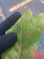 Zopheroteras sphaerula