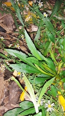 Symphyotrichum racemosum