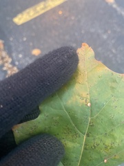 Zopheroteras sphaerula