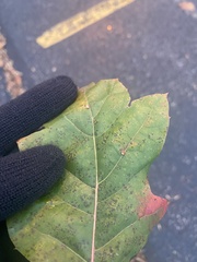 Zopheroteras sphaerula