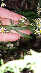 Symphyotrichum racemosum