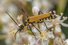 Chauliognathus flavipennis