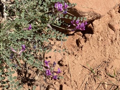Astragalus zionis