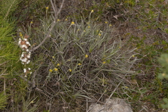 Conostylis candicans