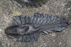 Callorhinchus milii