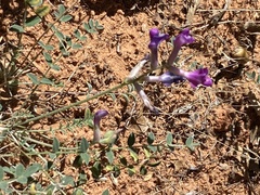 Astragalus zionis