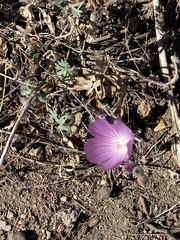 Sidalcea glaucescens