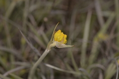 Conostylis candicans