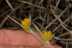 Conostylis candicans