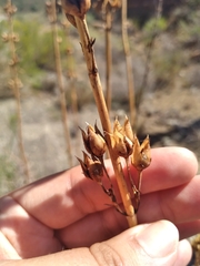 Penstemon vizcainensis