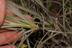 Conostylis candicans