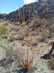 Penstemon vizcainensis