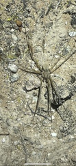 Kukulcania