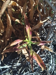 Penstemon vizcainensis