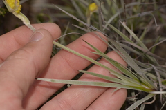 Conostylis candicans