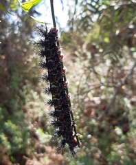 Ormiscodes cinnamomea