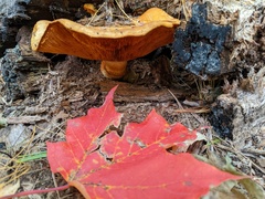 Gymnopilus junonius