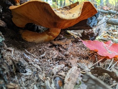 Gymnopilus junonius