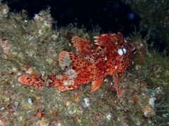 Scorpaena notata