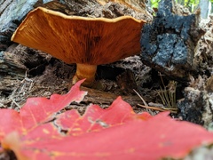 Gymnopilus junonius