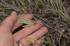 Conostylis candicans